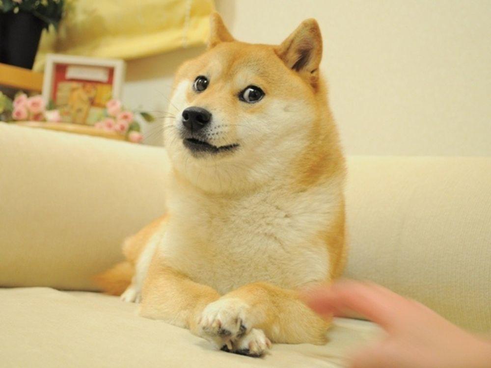 Doge (instagram.com/kabosumama)