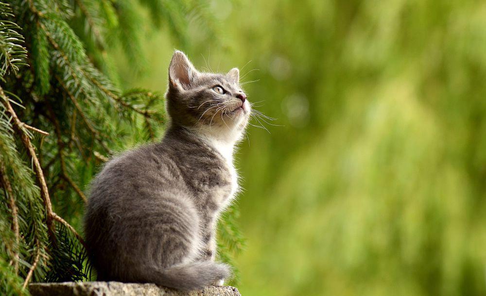 5 Kucing yang Mampu Mengubah Sejarah Peradaban Manusia
