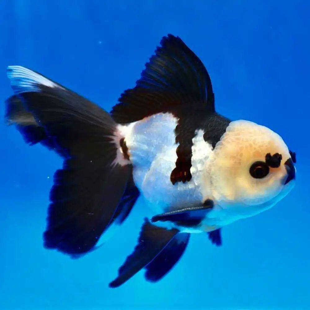 Ikan mas koki Oranda yang mirip Panda (aquariumfishonline.com)