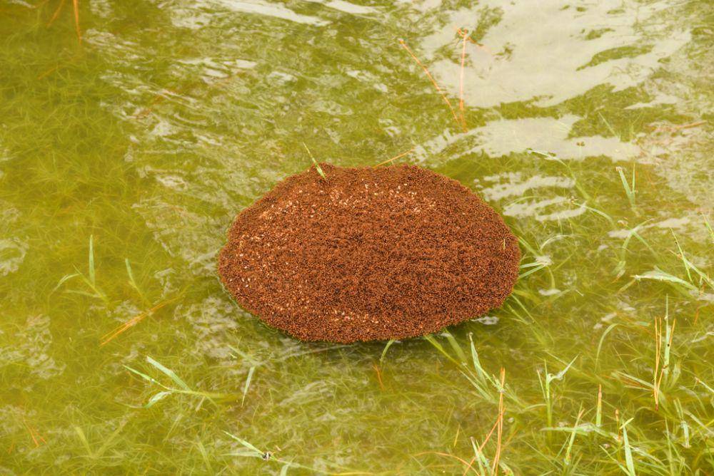 Rakit hidup yang dibuat dari semut api (commons.wikimedia.org/Brant Kelly)
