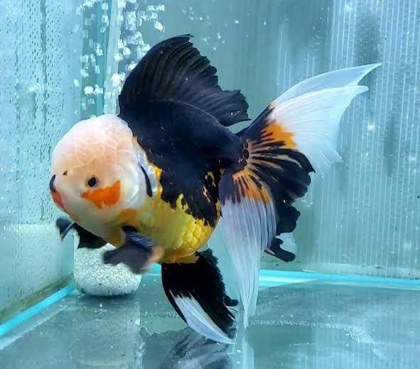Ilustrasi ikan mas koki jenis Oranda (aquariumfishindia.com)