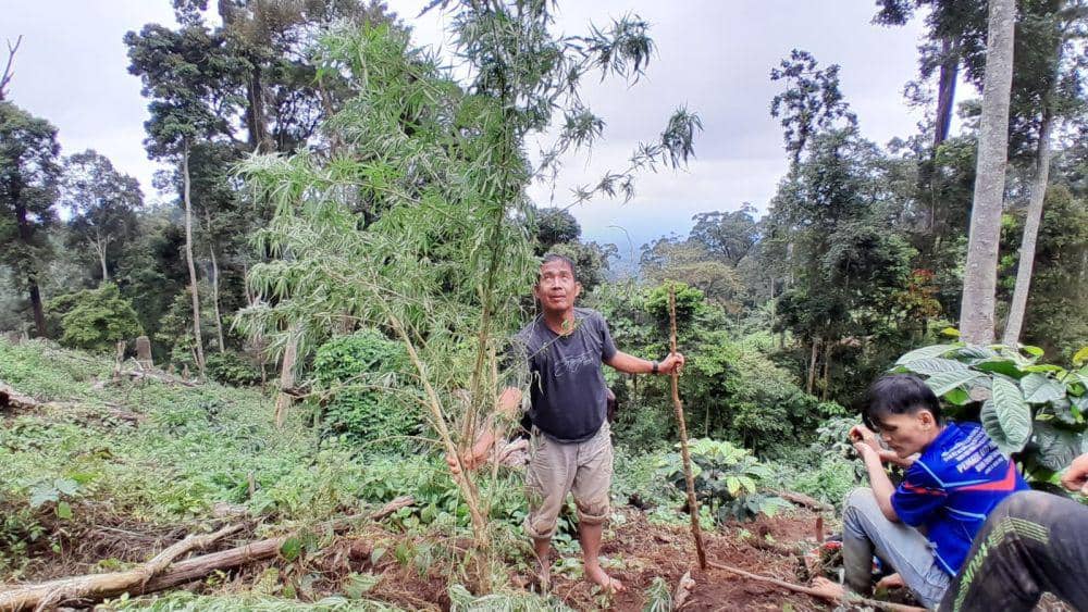Temukan Ganja di Bukit Barisan, BNN Jalan Kaki 6 Jam ke Lokasi