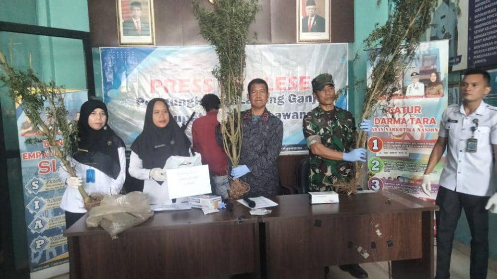 Tanaman Ganja di kawasan Bukit Barisan Empat Lawang (Dok: BNN Empat Lawang)