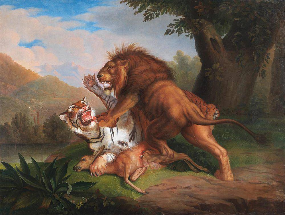 Ilustrasi pertarungan harimau dengan singa (commons.wikimedia.org/Johann Wenzel Peter)