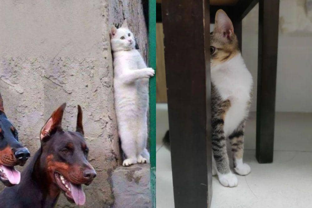 11 Potret Kocak Kucing Bersembunyi Karena Takut, Lagi Gak Mode Barbar