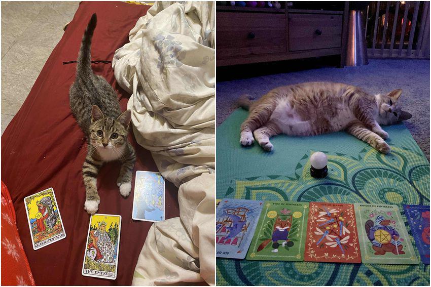 10 Potret Kucing Main Kartu Tarot, Bisa Meramal Nasib?