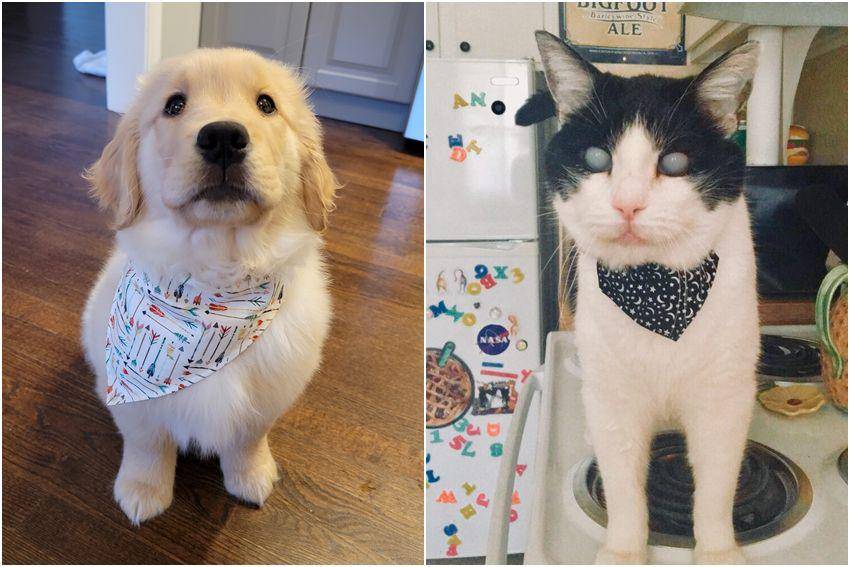 kolase potret hewan peliharaan memakai bandana (reddit.com/user/LakmeBun | reddit.com/user/madlaceann)