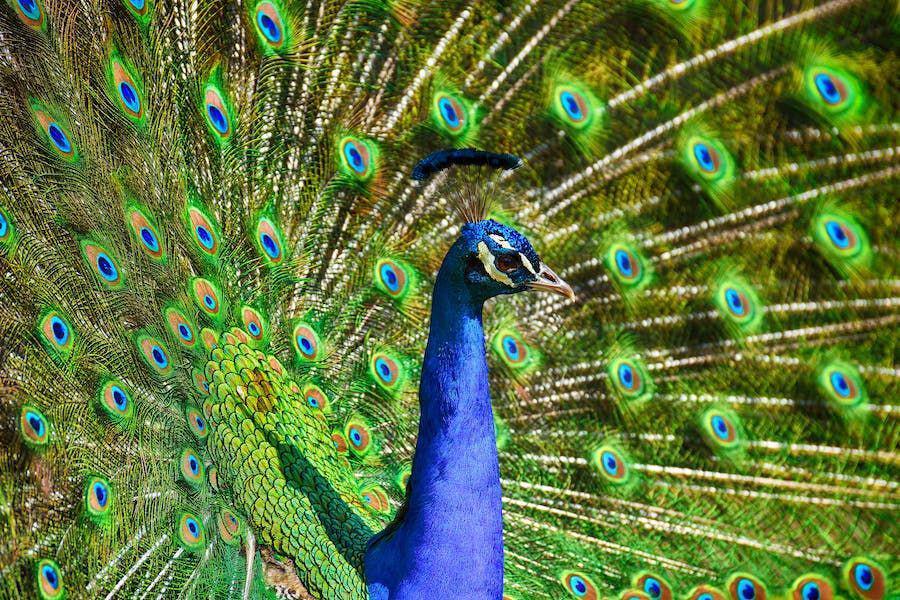 8 Simbol Burung Feng Shui yang Membawa Kebaikan dan Artinya