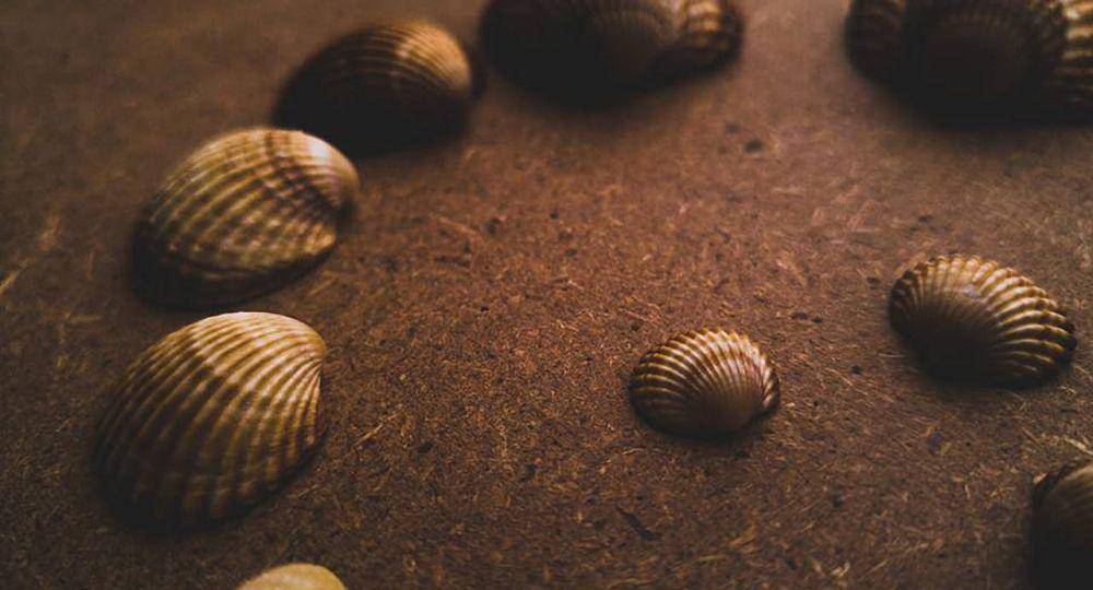 ilustrasi foto kerang laut (pexels.com/ Sidou Bouguarn)