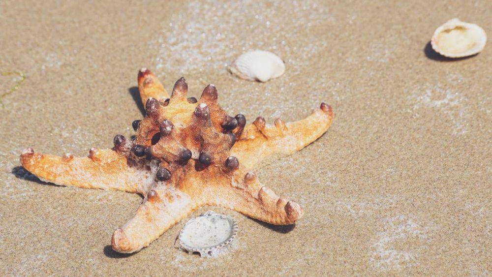 ilustrasi foto bintang laut (pexels.com/Susanne Jutzeler, suju-foto)