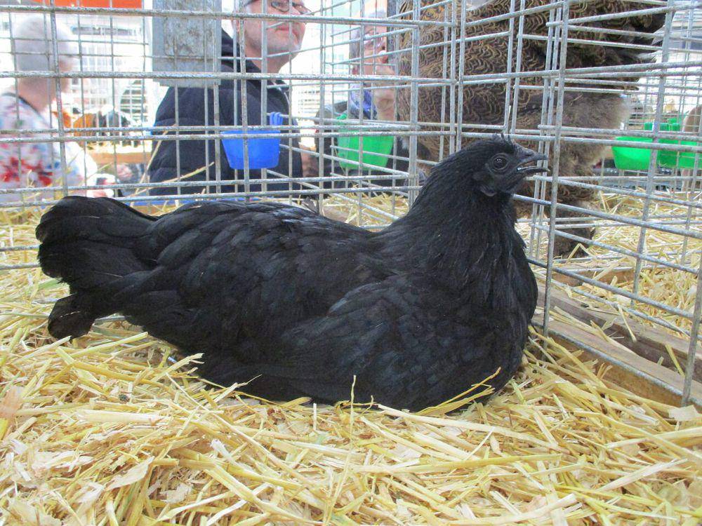 Ayam Cemani (commons.wikimedia.org/Thomon)