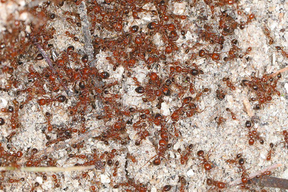 Semut api (commons.wikimedia.org/Judy Gallagher)
