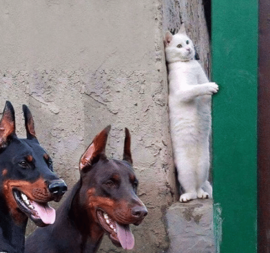 potret kucing bersembunyi karena takut (instagram.com/disturbingzone)