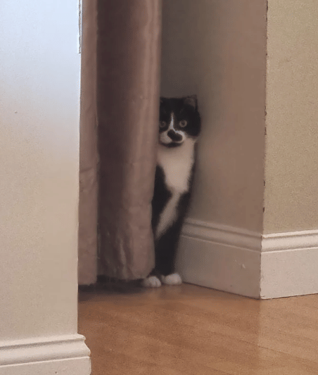 potret kucing bersembunyi karena takut (reddit.com/el5haq12)