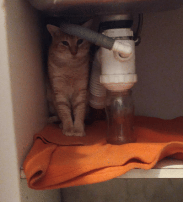 potret kucing bersembunyi karena takut (reddit.com/tuviejapolis2)