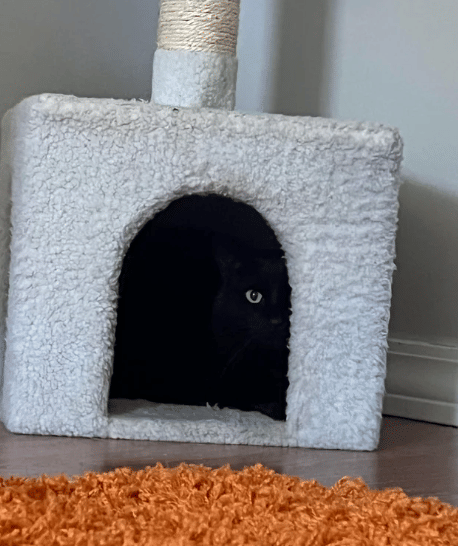 potret kucing bersembunyi karena takut (reddit.com/Curious-Connection-3)