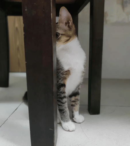 potret kucing bersembunyi karena takut (reddit.com/ELDIABLIU)