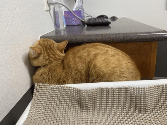 potret kucing bersembunyi karena takut (reddit.com/haworthia-hanari)