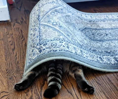 potret kucing bersembunyi karena takut (reddit.com/LazyAmbassador2521)