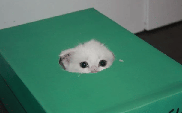 potret kucing bersembunyi karena takut (reddit.com/Ghoats)