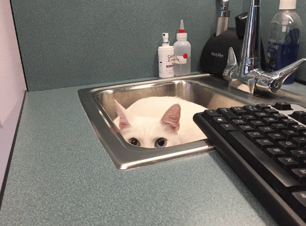 potret kucing bersembunyi karena takut (reddit.com/deleted)