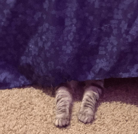 potret kucing bersembunyi karena takut (reddit.com/eliya_yuna)