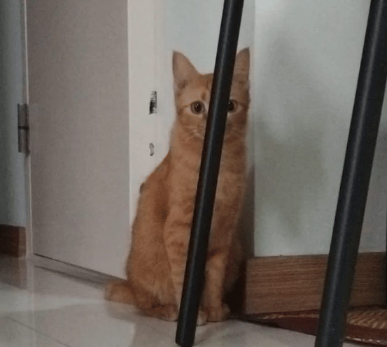 potret kucing bersembunyi karena takut (reddit.com/Drepdap1129)