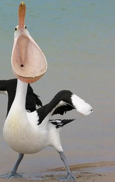 potret burung pelikan membuka mulut lebar-lebar (reddit.com/piefordays)