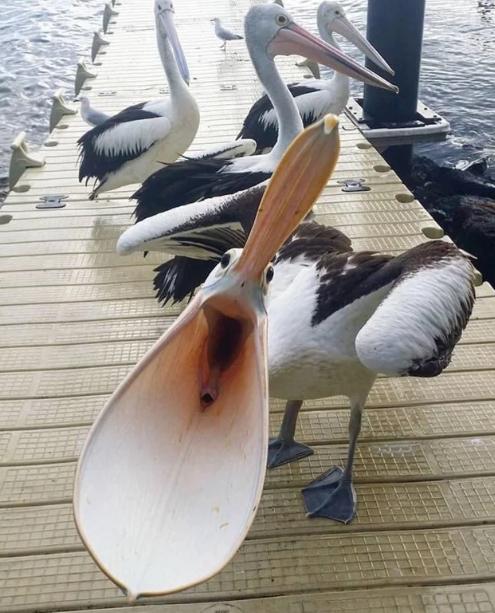 potret burung pelikan membuka mulut lebar-lebar (reddit.com/Dany17)