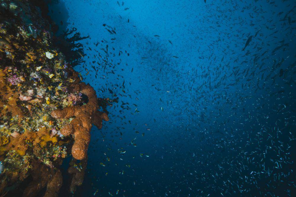 ilustrasi foto sea squirt (freepik/LuqueStock)