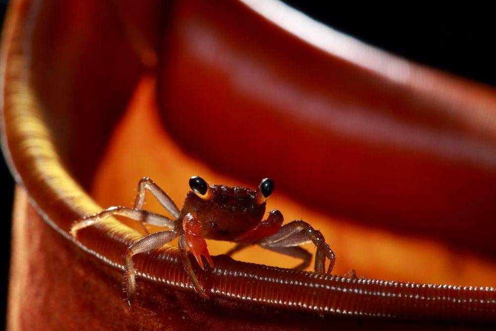 ilustrasi kepiting dengan kantong semar (christianziegler.photography)