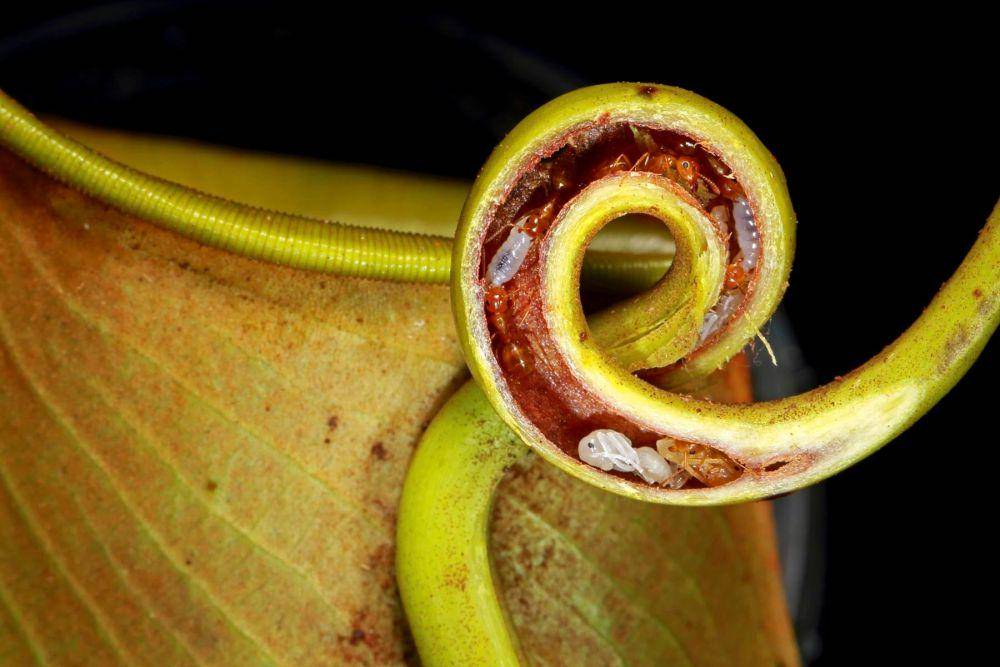 ilustrasi Nepenthes bicalcarata dengan semut (christianziegler.photography)