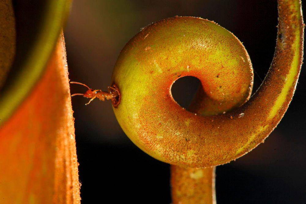 ilustrasi semut kayu dengan kantong semar taring (christianziegler.photography)