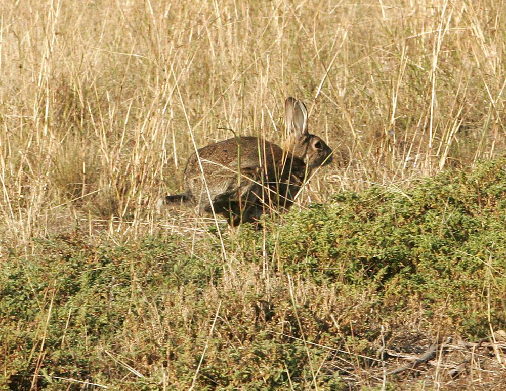 Kelinci Eropa (commons.wikimedia.org/Fir0002)