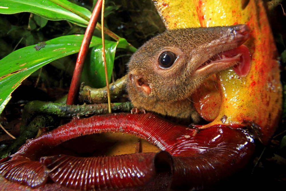 ilustrasi tupai pohon dengan kantong semar rajah (christianziegler.photography)