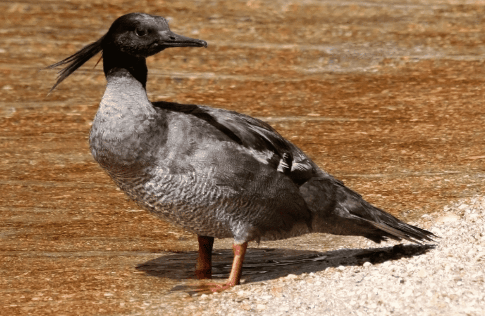 Merganser brasil (commons.m.wikimedia.org/Prof. Savio Freire Bruno)
