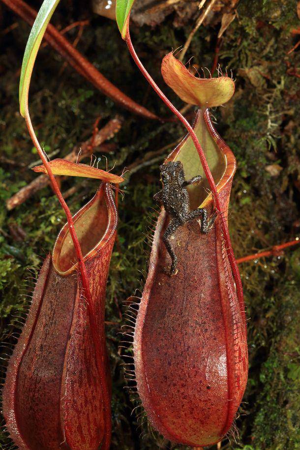 ilustrasi katak dengan Nepenthes tentaculata (photorator.com/Christian Ziegler)