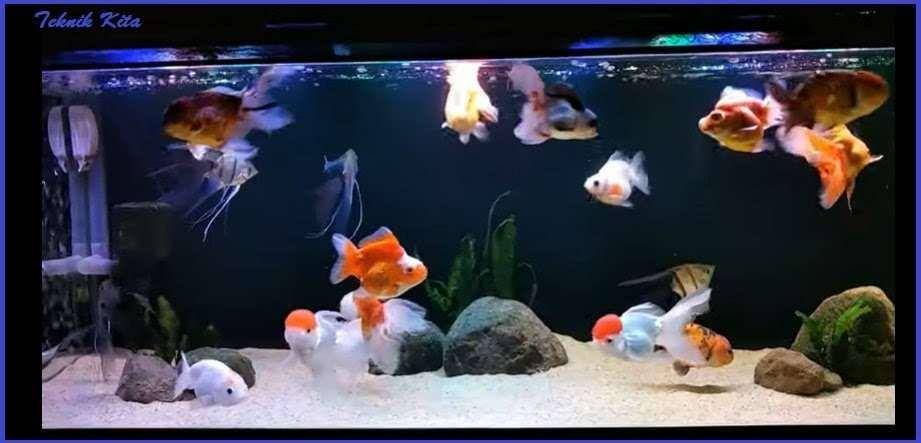 Ilustrasi akuarium ikan mas koki Oranda (homecare24.id)