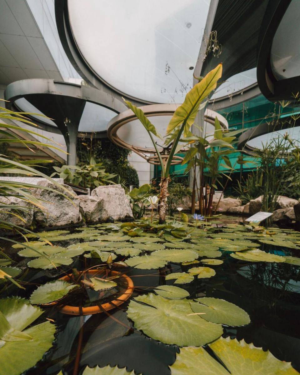spot wisata Water Lily Garden di Changi Airport (instagram.com/changiairport)