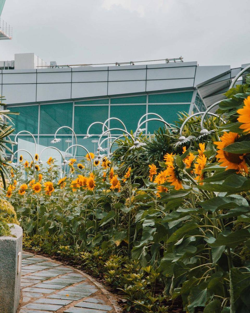 spot wisata Sunflower Garden di Changi Airport (instagram.com/changiairport)