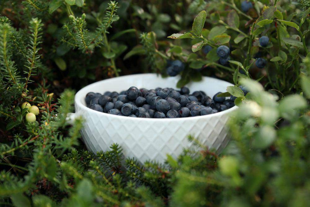 ilustrasi buah bilberries (unsplash.com/Elisa)