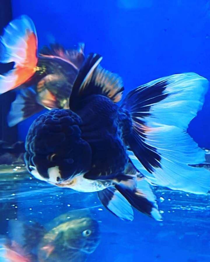 Ilustrasi ikan mas koki Oranda Panda yang tergolong mahal (facebook.com/El Baron del Goldfish)