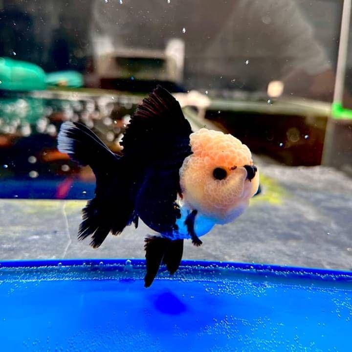Ilustrasi ikan mas koki Oranda Panda (facebook.com/Dinara Goldfish)