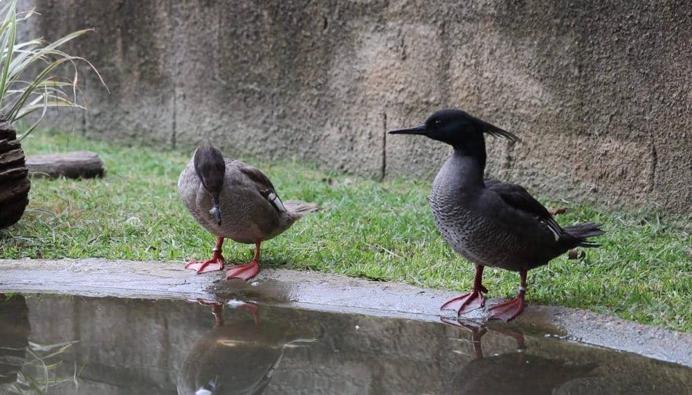 Merganser brasil (youtube.com/Jan Harteman)