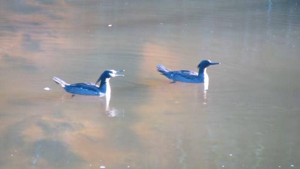 Merganser brasil (youtube.com/Folhas e Plumas)