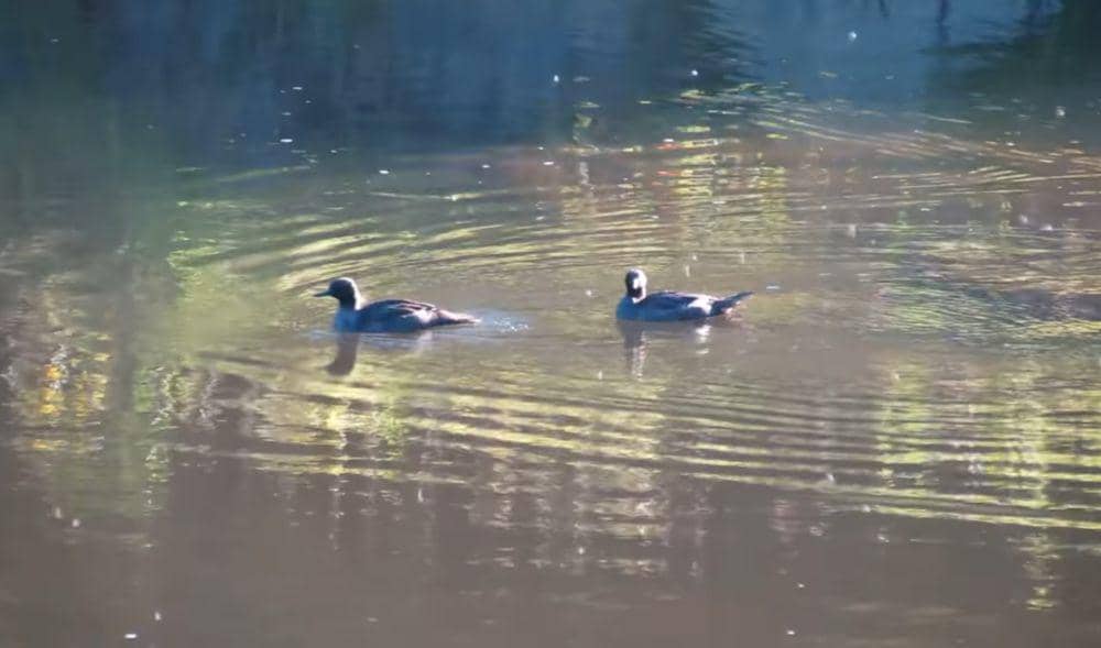 Merganser brasil (youtube.com/Folhas e Plumas)