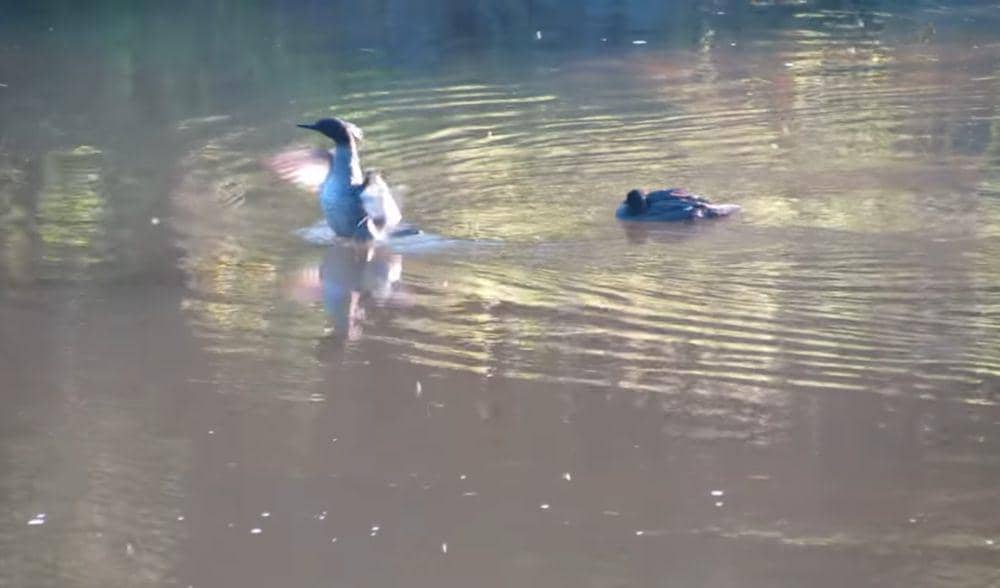 Merganser brasil (youtube.com/Folhas e Plumas)