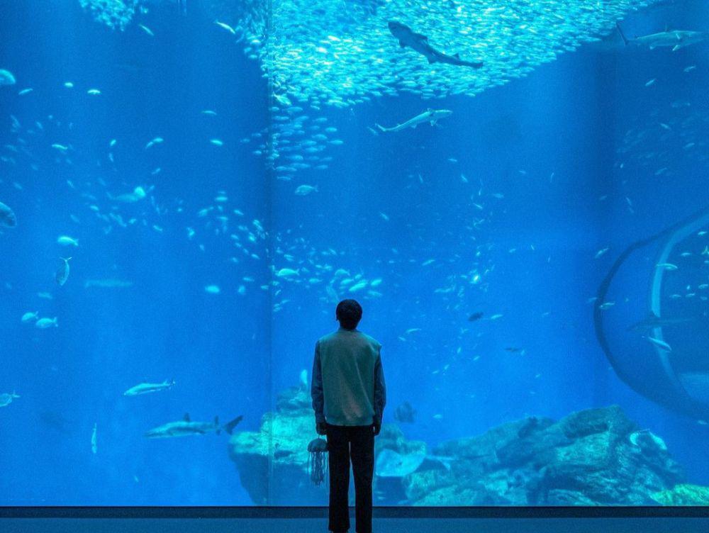 10 Wisata Akuarium di Jepang, Ribuan Hewan Laut Ada di Sini!