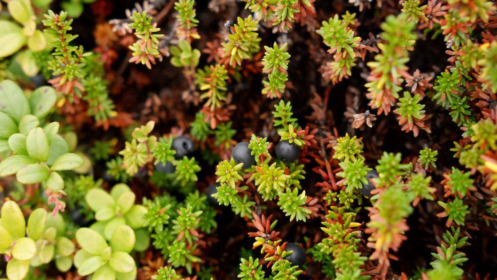ilustrasi tanaman crowberry (unsplash.com/Natalia Arkusha)