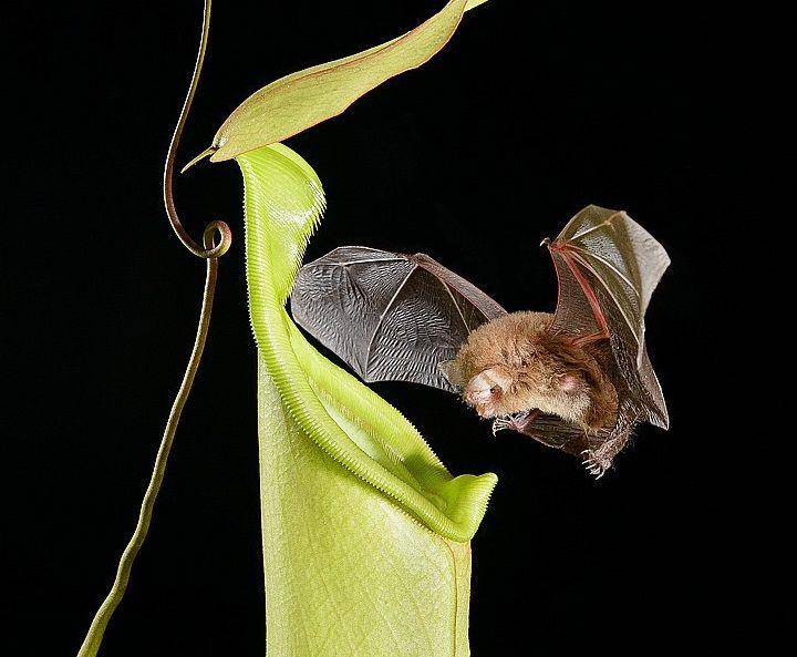 ilustrasi Kerivoula hardwickii dengan Nepenthes baramensis (inaturalist.org/cclborneo)
